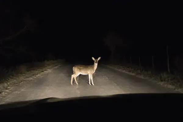 Ciervos parados bajo los faros de un auto por la noche en una carretera de Texas